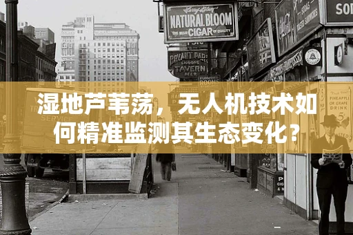 湿地芦苇荡，无人机技术如何精准监测其生态变化？