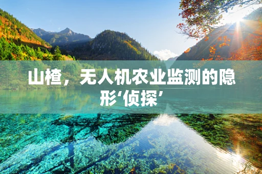 山楂，无人机农业监测的隐形‘侦探’