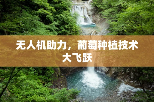 无人机助力，葡萄种植技术大飞跃